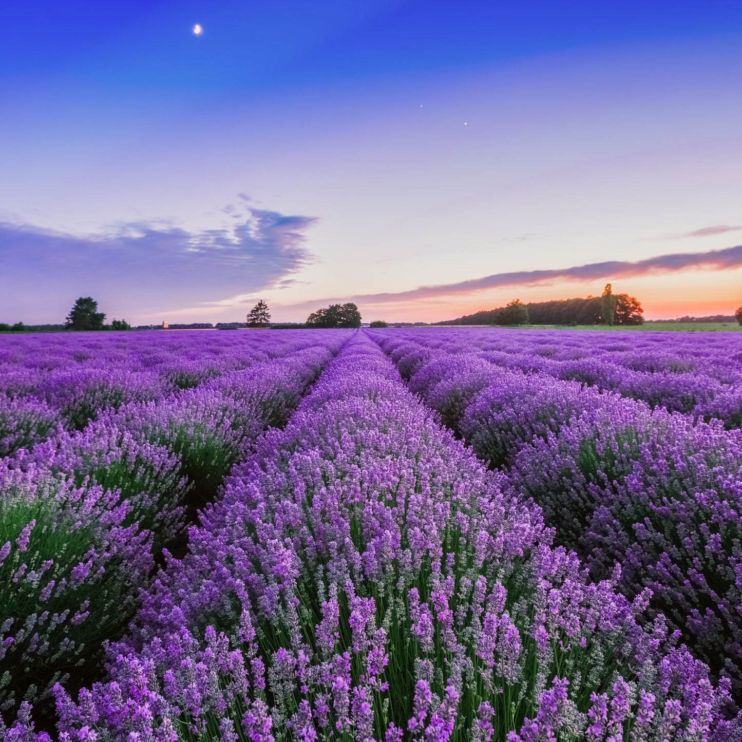 Lavender Soy Candle