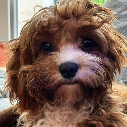 Crafting Scented Soy Candles with Your Pets in Mind