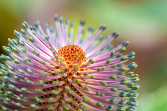 Why Using Australian Made Fragrance Oils Matters