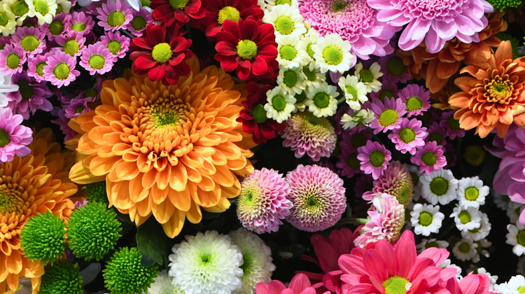 The Flora Collection