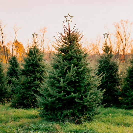 A row of green Christmas tree plants in a field at sunset, with bare trees and a pale sky in the background. Each tree is topped with a small metallic star ornament.