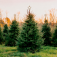 A row of green Christmas tree plants in a field at sunset, with bare trees and a pale sky in the background. Each tree is topped with a small metallic star ornament.