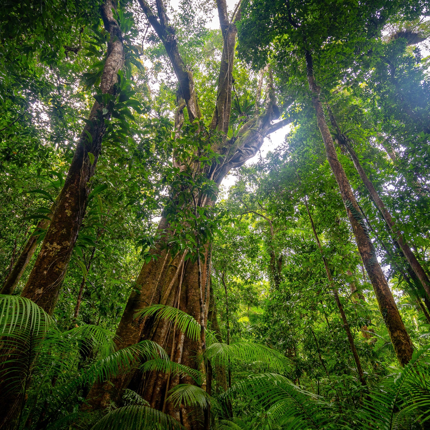 Tall trees in a dense forest canopy