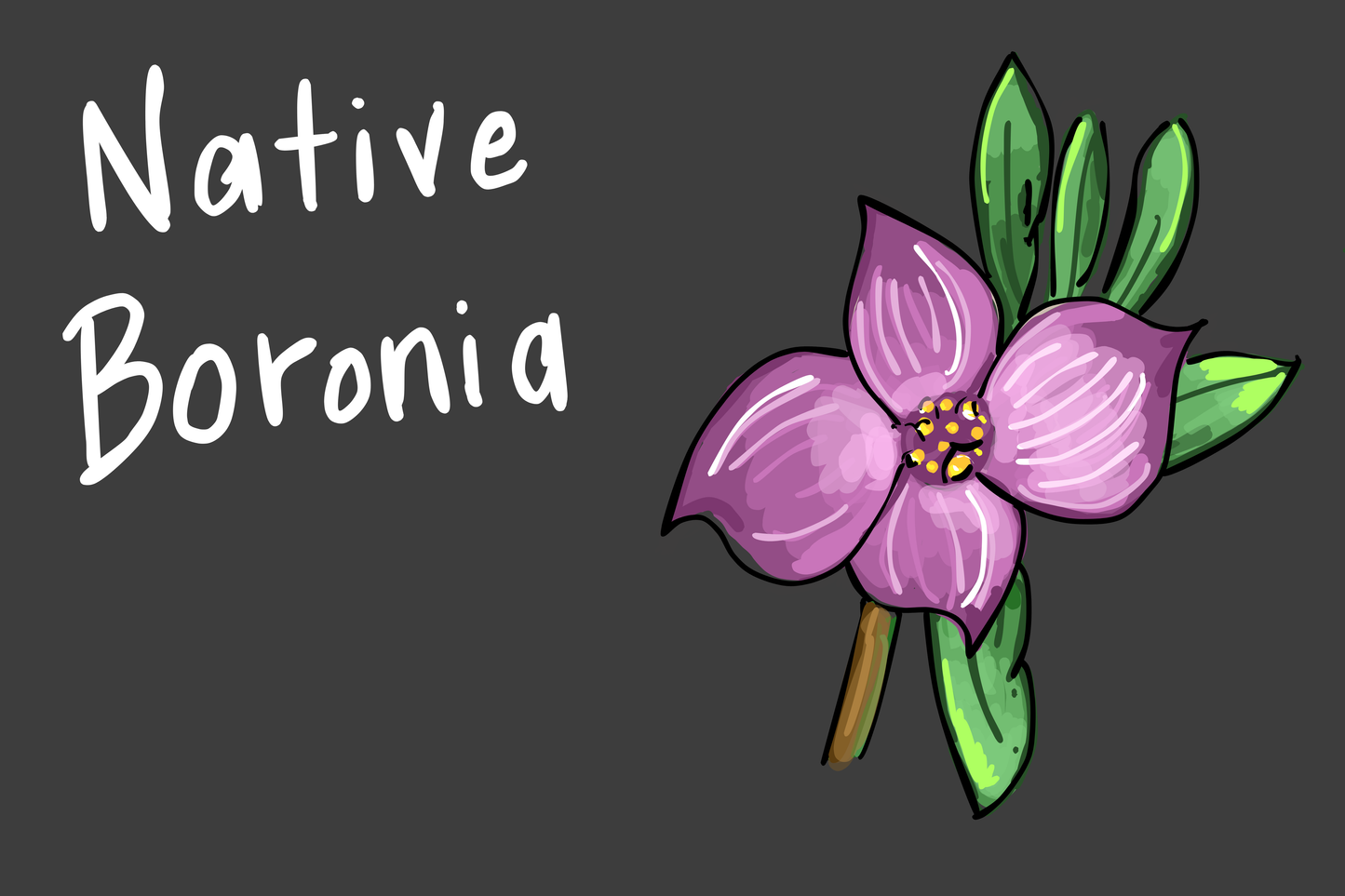 Native Boronia Soy Candle