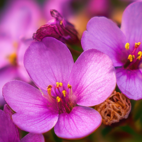 Close-up of pink flowers with a blurred green background