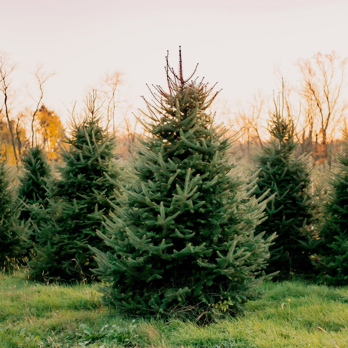 Pine Trees Soy Candle