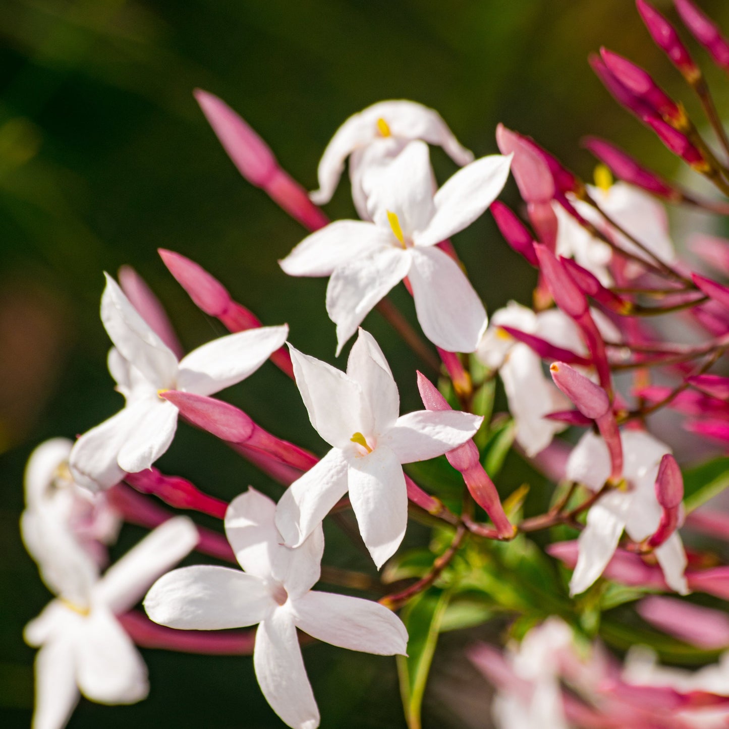 Wild Jasmine Soy Candle