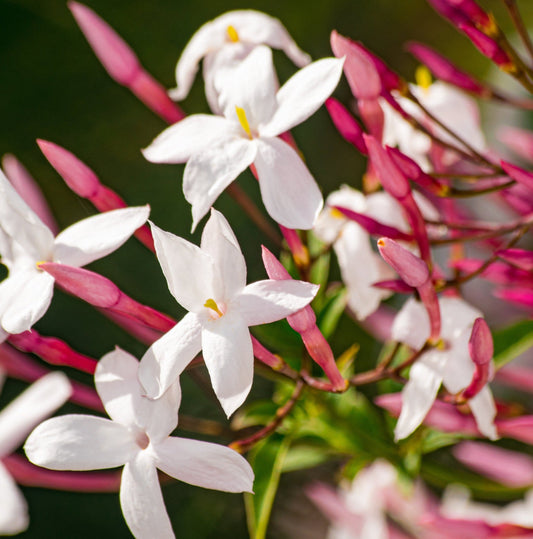 A close-up image of white jasmine flowers with green leaves in the background.