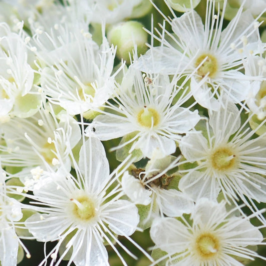 A close-up image of a Lemon Myrtle soy candle, showing a cluster of white flowers with a green and beige center, consistent with the Lemon Myrtle plant.
