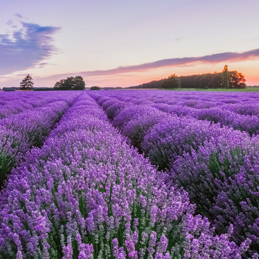 A field of lavender plants under a blue sky with clouds, representing the fragrance of lavender for the Lavender Soy Candle product.