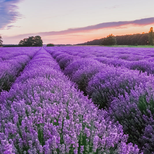 Lavender soy wax jar candle with amber glass container and lid, shown in a lavender field at sunset