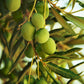 Olive Grove Soy Candle