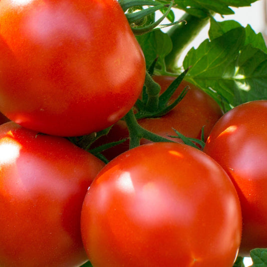 A cluster of ripe red tomatoes on the vine, surrounded by green leaves.